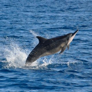 Mauritius: Yksityinen uinti delfiinien kanssa