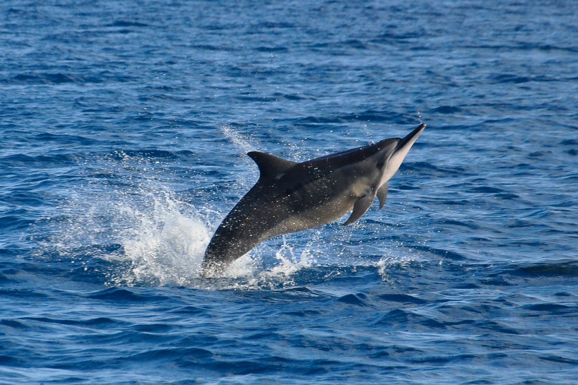 Mauritius: Privates Schwimmen mit Delfinen