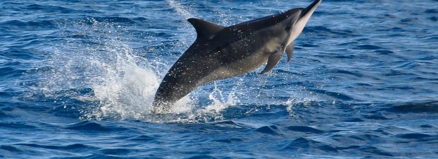 Maurice : Nage privée avec les dauphins