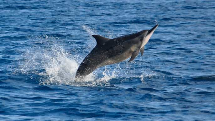 private swim with dolphins