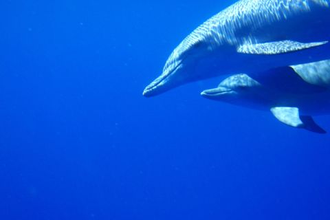 Yksityinen delfiinien kohtaaminen ja valaiden katselu