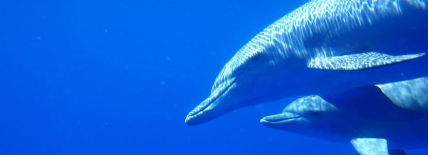 Rencontre privée avec les dauphins et observation des baleines