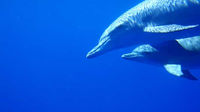 private dolphin encounter and whale watching