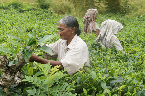 From Nairobi: Kiambethu Tea Farm Day Trip with Lunch