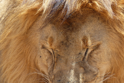 5 Days Tanzania Big 5 Safari Experience