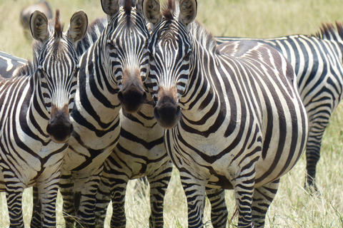 5 Days Tanzania Big 5 Safari Experience
