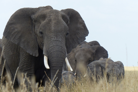 5 Days Tanzania Big 5 Safari Experience