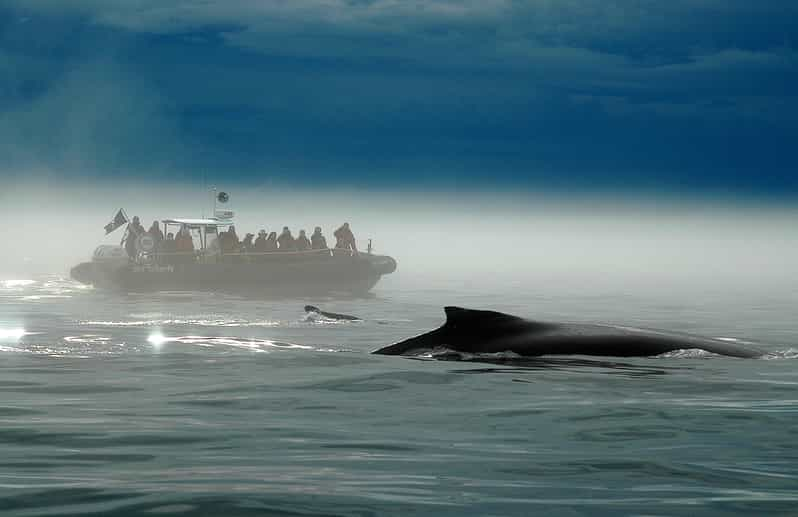 Québec (ville) : Observation Des Baleines Avec Transfert | GetYourGuide