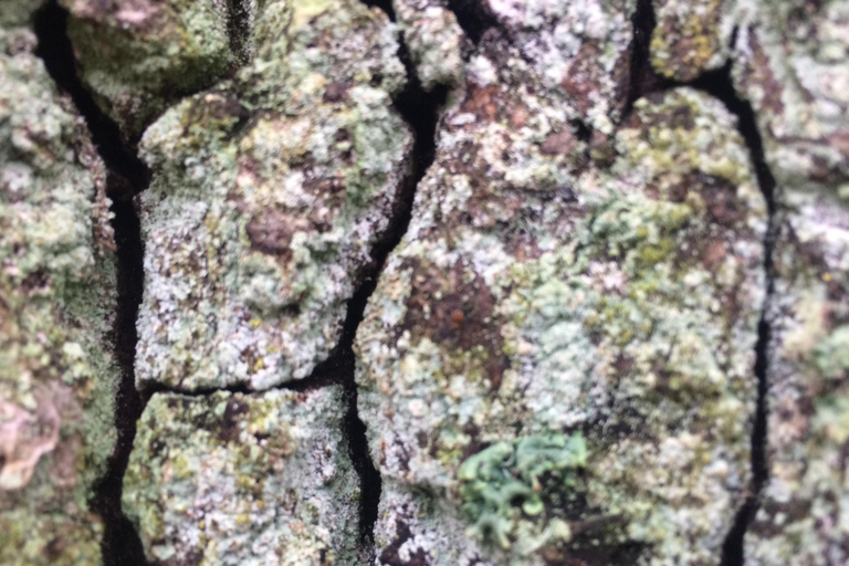 Stockholm: Dog Walk in Nature Reserve with Swedish Fika