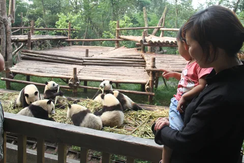 Chengdu: Private Panda Base Tour with 80 Pandas