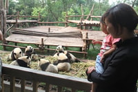 Full/Half-Day Chengdu Panda Base Private Tour with Options - Housity