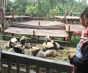 Chengdu: Private Panda Base Tour with 80 Pandas