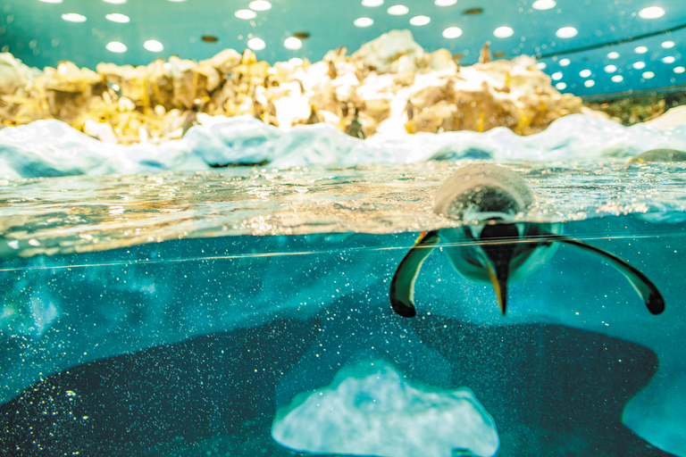 Tenerife: ticket Loro Parque met transfer vanuit het zuiden