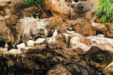 Tenerife: ticket para Loro Parque con traslado desde el sur