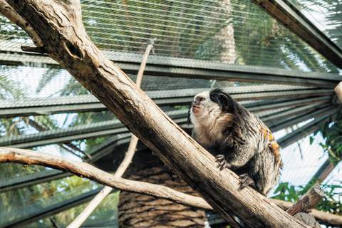 Do sul de Tenerife: Ingresso para o Loro Park Zoo e traslados para o hotel