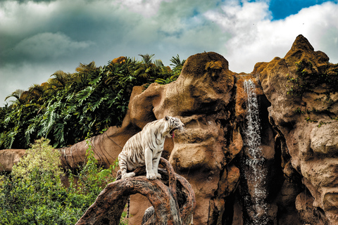 Do sul de Tenerife: Ingresso para o Loro Park Zoo e traslados para o hotel