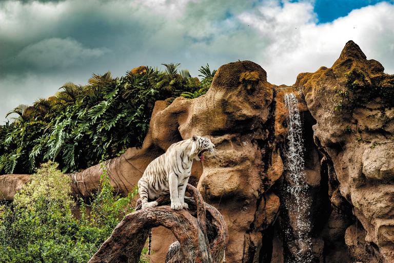 Tenerife: ticket para Loro Parque con traslado desde el sur