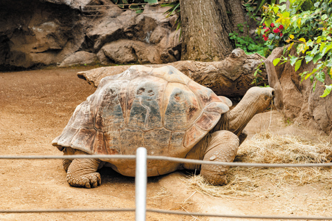 From South Tenerife: Loro Park Zoo Ticket &amp; Hotel Transfers