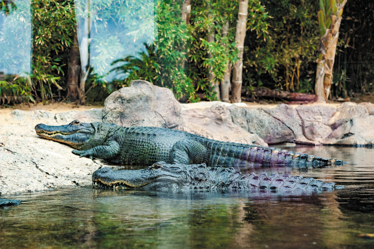 Tenerife: ticket para Loro Parque con traslado desde el sur