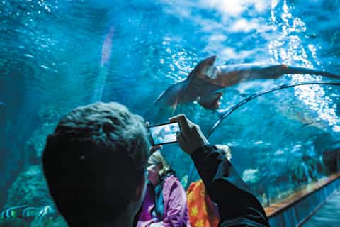 Tenerife: Loro Parque Ticket with Transfer from the South
