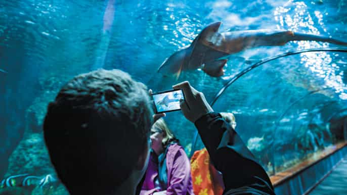 Tenerife: Loro Parque Ticket with Transfer from the South