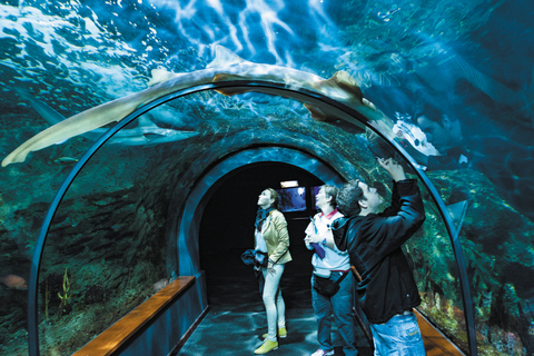 Do sul de Tenerife: Ingresso para o Loro Park Zoo e traslados para o hotel