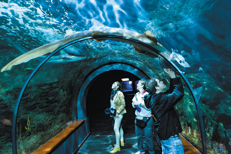 Do sul de Tenerife: Ingresso para o Loro Park Zoo e traslados para o hotel