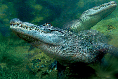 Vanuit Zuid-Tenerife: bus + tickets Loro Parque en Siam Park