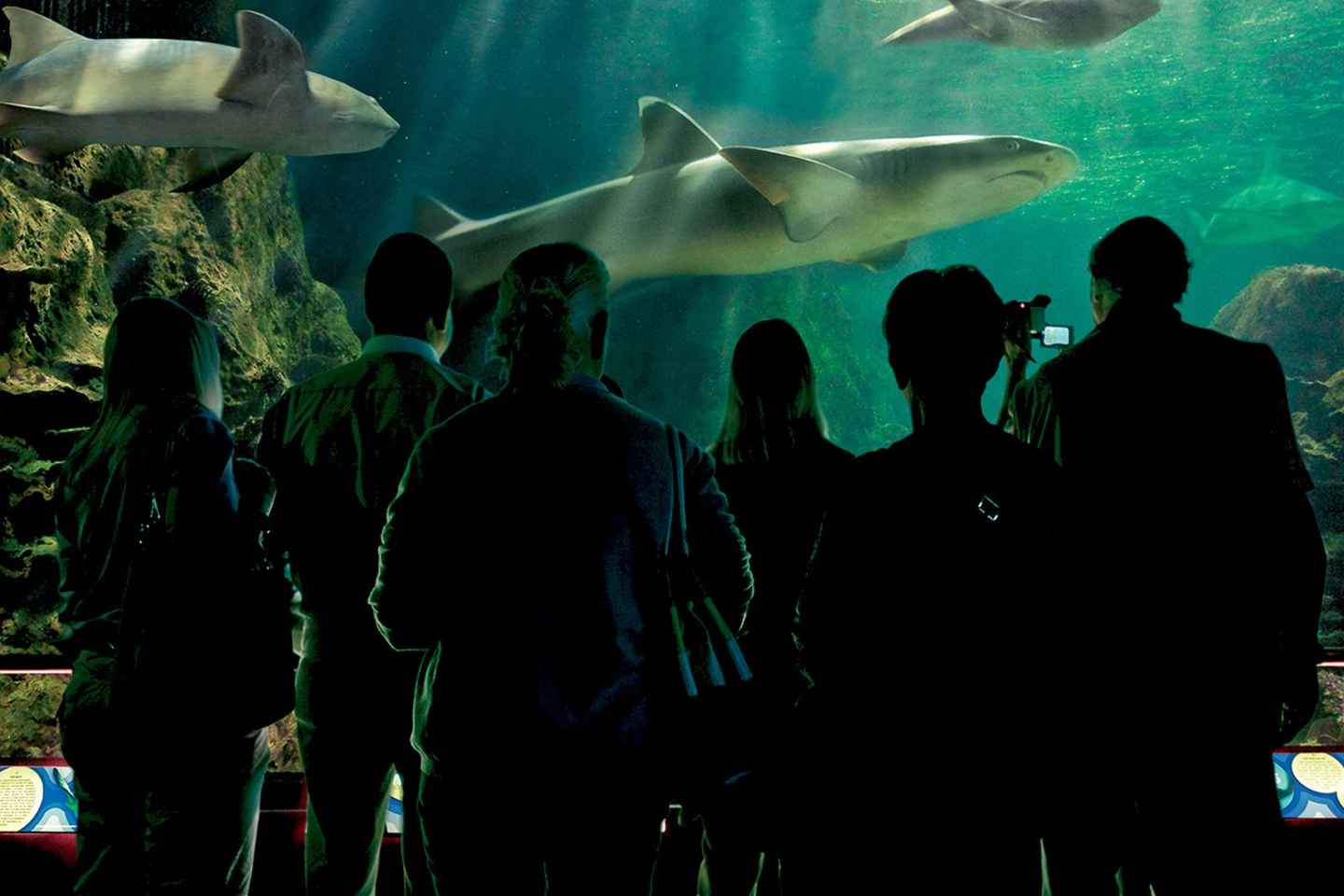 Tenerife: Loro Parque & Siam Park Entry Ticket with Transfer