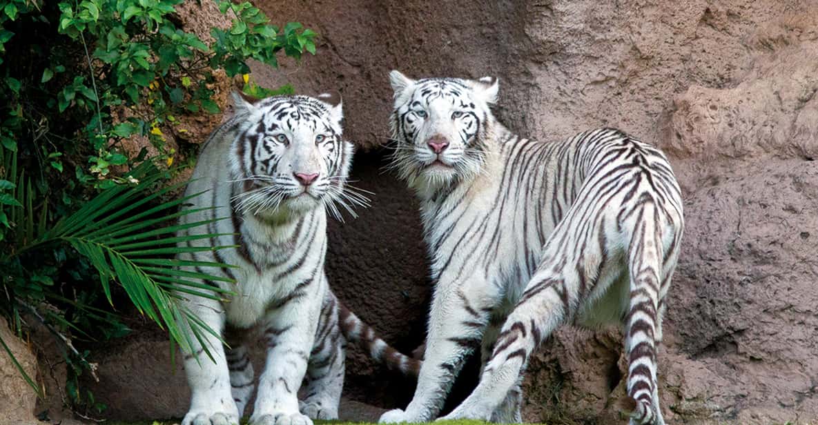 Afbeelding 7 van Tenerife: Loro Parque & Siam Park toegangsbewijs met Transfer