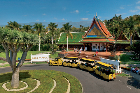 Vanuit Zuid-Tenerife: bus + tickets Loro Parque en Siam Park