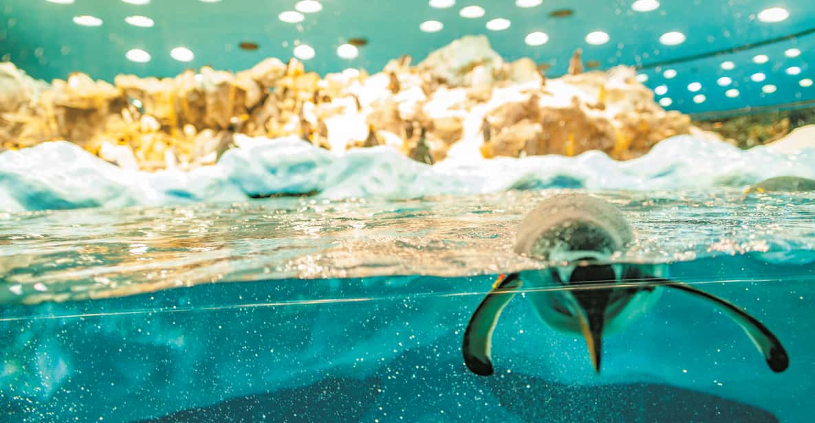 Afbeelding 1 van Tenerife: Loro Parque & Siam Park toegangsbewijs met Transfer