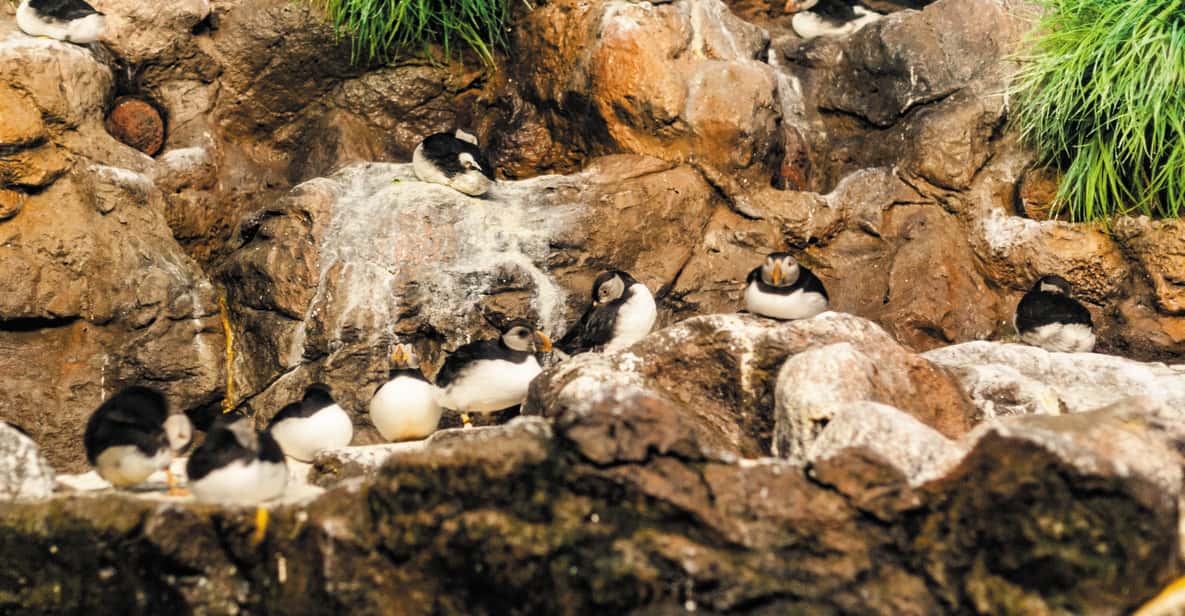 Afbeelding 11 van Tenerife: Loro Parque & Siam Park toegangsbewijs met Transfer
