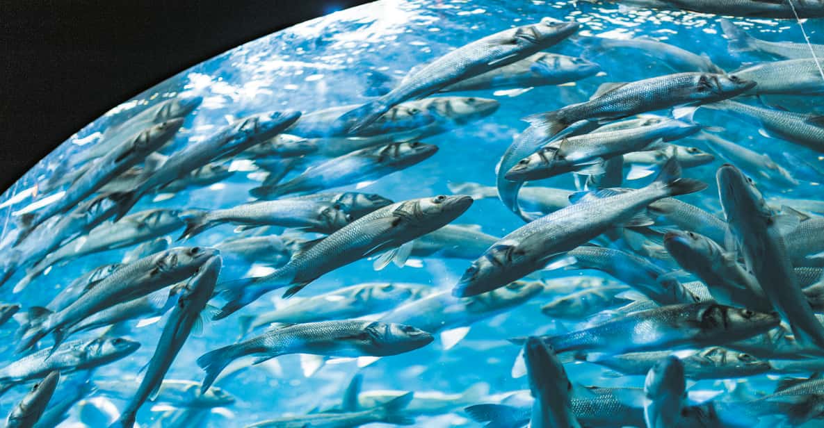Afbeelding 12 van Tenerife: Loro Parque & Siam Park toegangsbewijs met Transfer