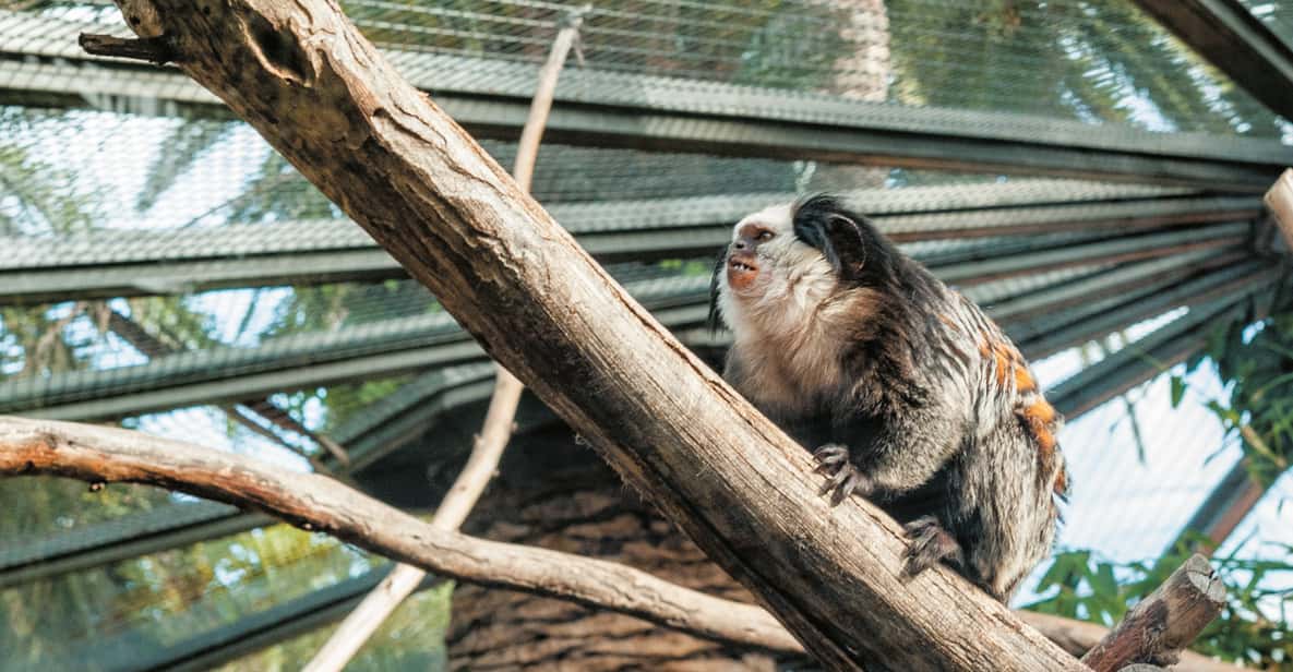 Afbeelding 13 van Tenerife: Loro Parque & Siam Park toegangsbewijs met Transfer