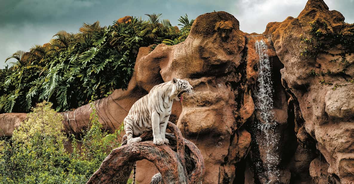 Afbeelding 14 van Tenerife: Loro Parque & Siam Park toegangsbewijs met Transfer