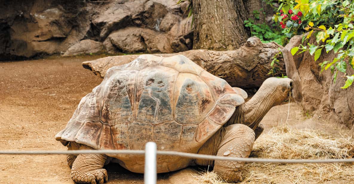 Afbeelding 15 van Tenerife: Loro Parque & Siam Park toegangsbewijs met Transfer