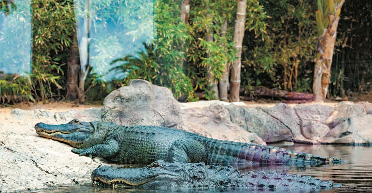 Afbeelding 16 van Tenerife: Loro Parque & Siam Park toegangsbewijs met Transfer