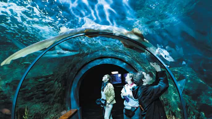 loro parque siam park tickets with transfer from the south