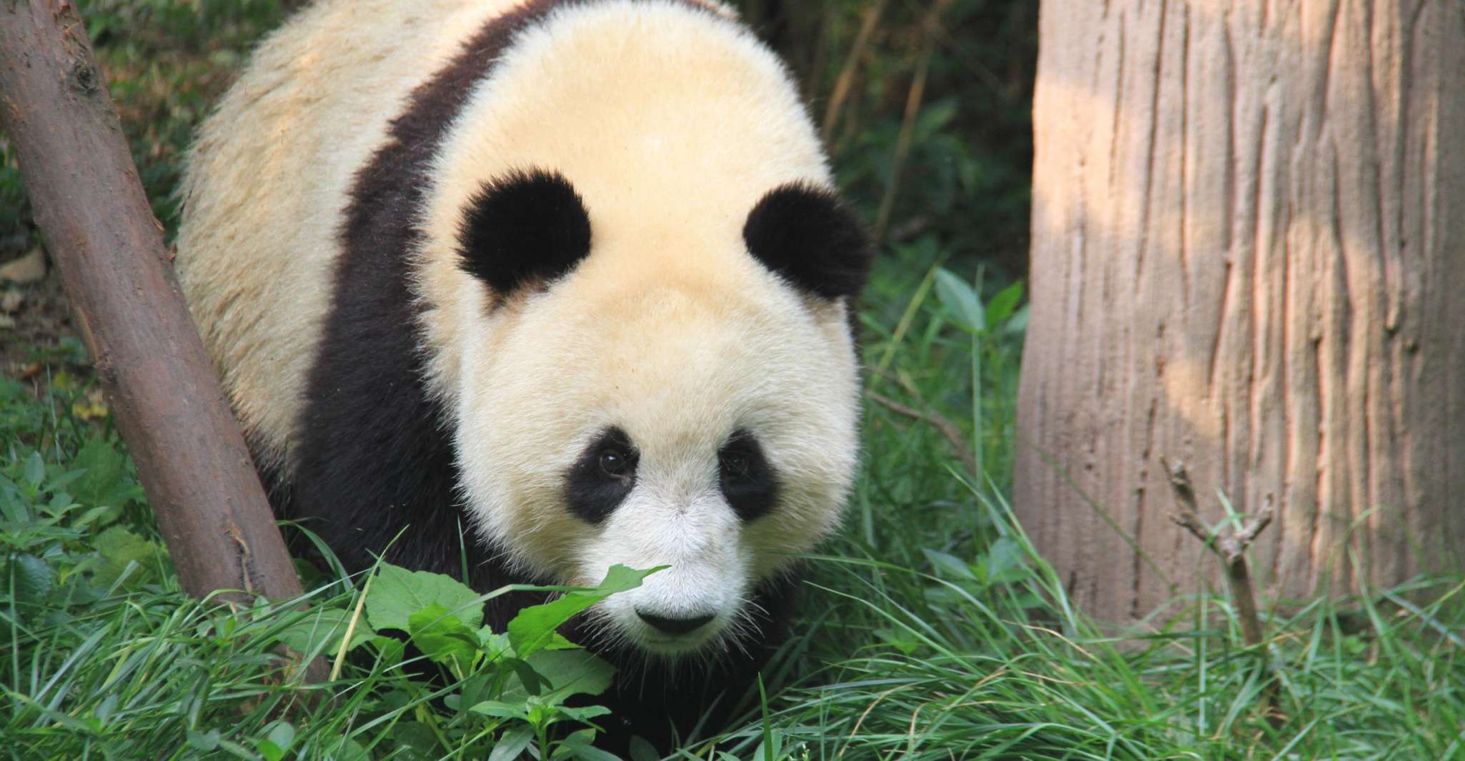 Full/Half-Day Chengdu Panda Base Private Tour with Options - Housity