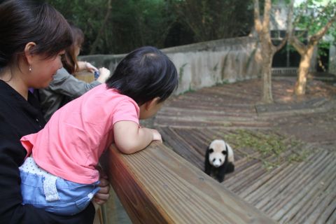 Chengdu Panda Research Base Tickets und private Tour