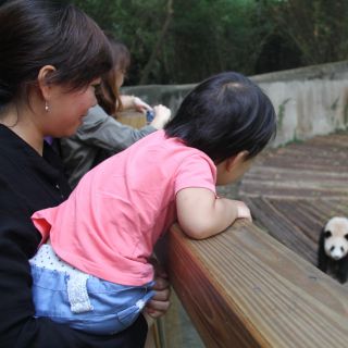 Biglietti Chengdu Panda Research Base e Private Tour