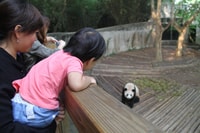 Full/Half-Day Chengdu Panda Base Private Tour with Options - Housity