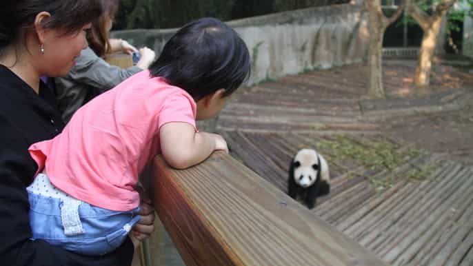 chengdu panda research base tickets and private tour