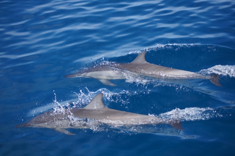 Mauritius: privézwemmen met dolfijnen