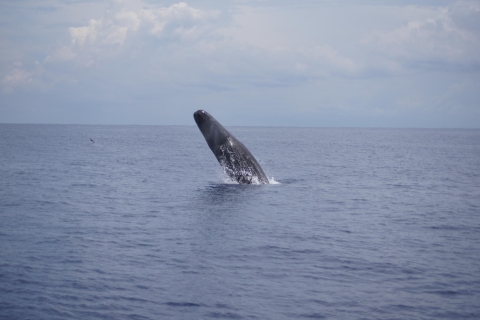 Black River: Delfin-Schwimmen und Whale Watching per BootTour ab Treffpunkt