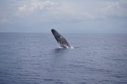 Black River: Delfin-Schwimmen und Whale Watching per BootTour ab Treffpunkt