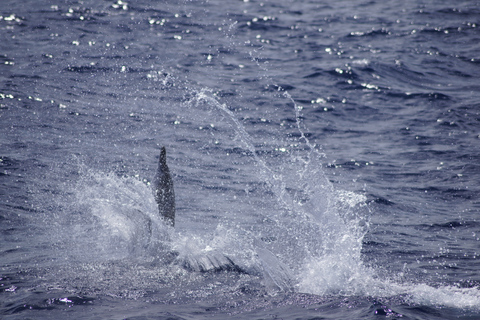 Black River: Delfin-Schwimmen und Whale Watching per BootTour ab Treffpunkt