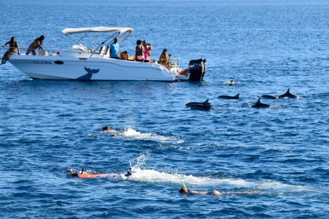 Mauritius: Black River - speedboot en zwemmen met dolfijnen