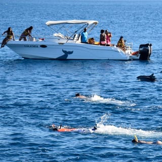 Black River Swim with Dolphins Speedboat Tour